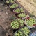 青苹果藤木苹果脆甜多汁产地现摘现发价格优惠支持视频看货