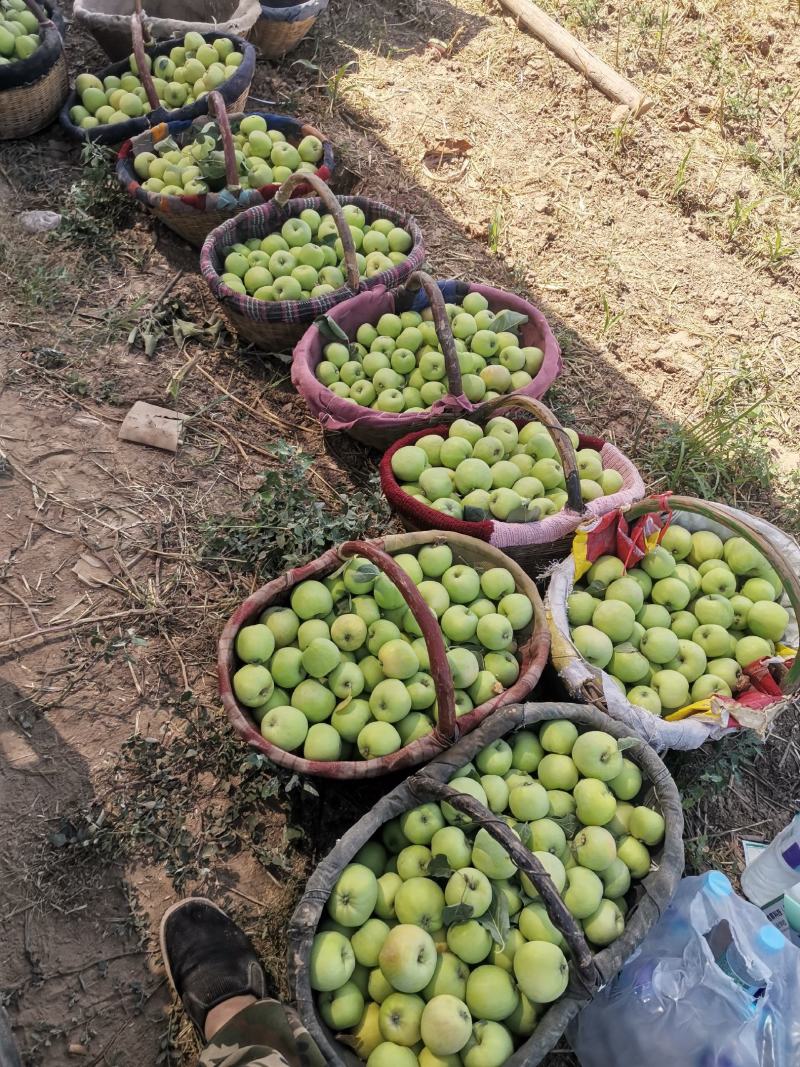 青苹果藤木苹果脆甜多汁产地现摘现发价格优惠支持视频看货
