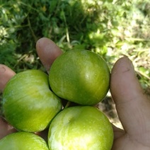 城固青脆李子，脆甜爽口，味道浓郁。产地代收