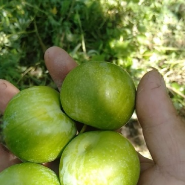 城固青脆李子，脆甜爽口，味道浓郁。产地代收代发