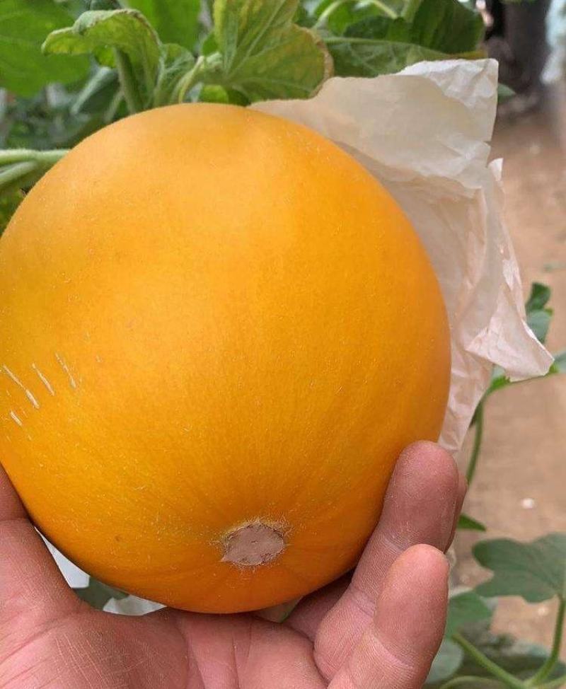 莘县甜瓜精品瑞红甜瓜，大量上市产地直供，货源充足