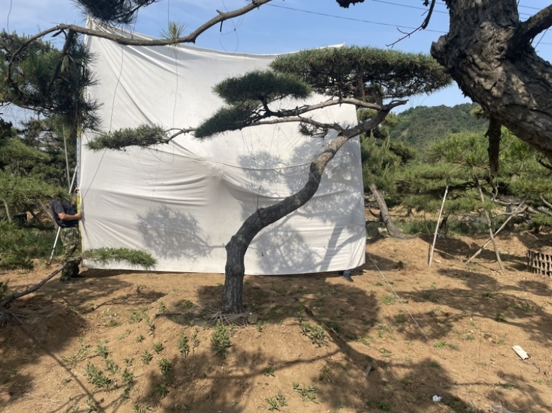 造型油松.造型松造型黑松造型赤松泰山迎客松
