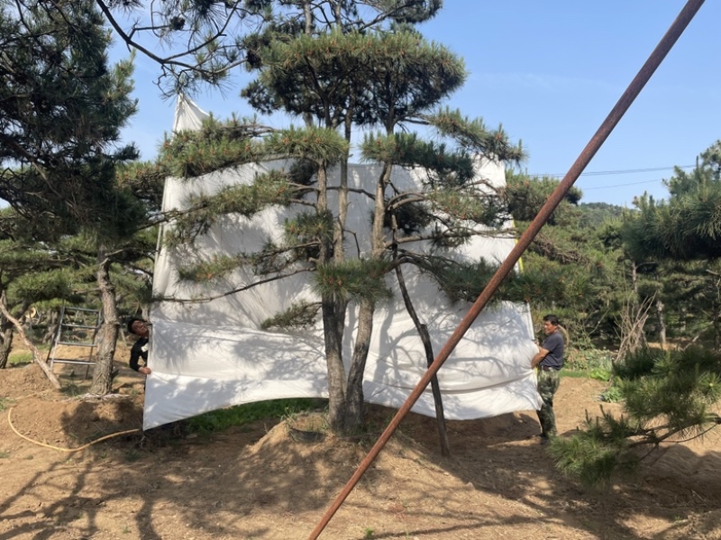 造型油松.造型松造型黑松造型赤松泰山迎客松