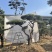 造型油松.造型松造型黑松造型赤松泰山迎客松