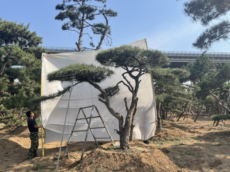 造型油松.造型松造型黑松造型赤松泰山迎客松