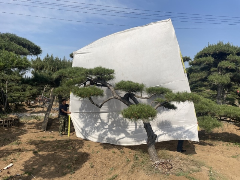 造型油松.造型松造型黑松造型赤松泰山迎客松