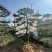 造型油松.造型松造型黑松造型赤松泰山迎客松