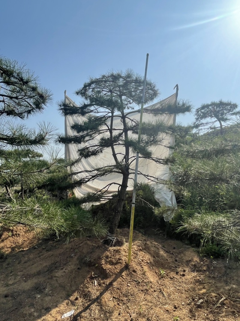 造型油松.造型松造型黑松造型赤松泰山迎客松