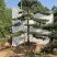 造型油松.造型松造型黑松造型赤松泰山迎客松