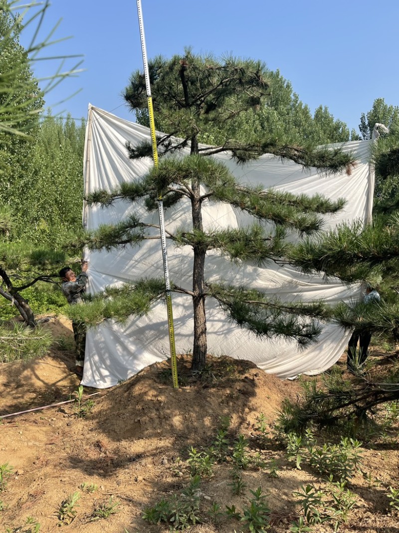 造型油松.造型松造型黑松造型赤松泰山迎客松