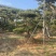造型油松.造型松造型黑松造型赤松泰山迎客松