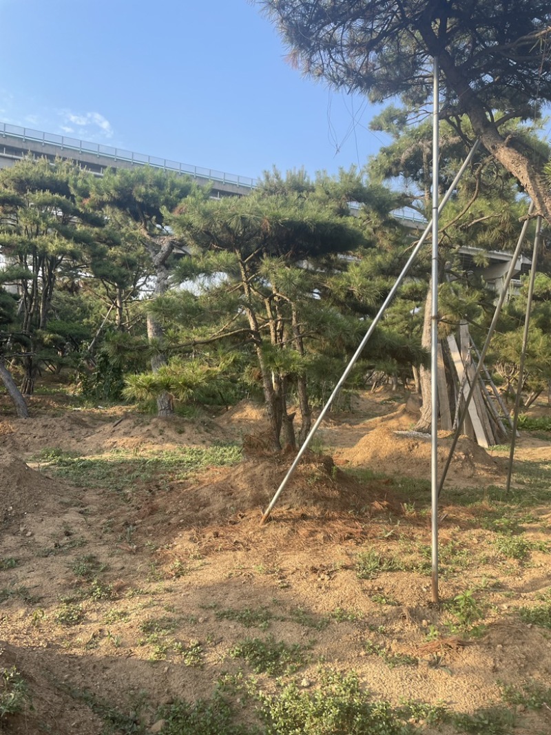 造型油松.造型松造型黑松造型赤松泰山迎客松