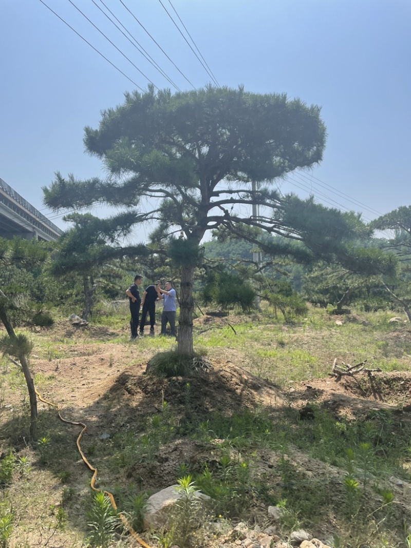 造型油松.造型松造型黑松造型赤松泰山迎客松