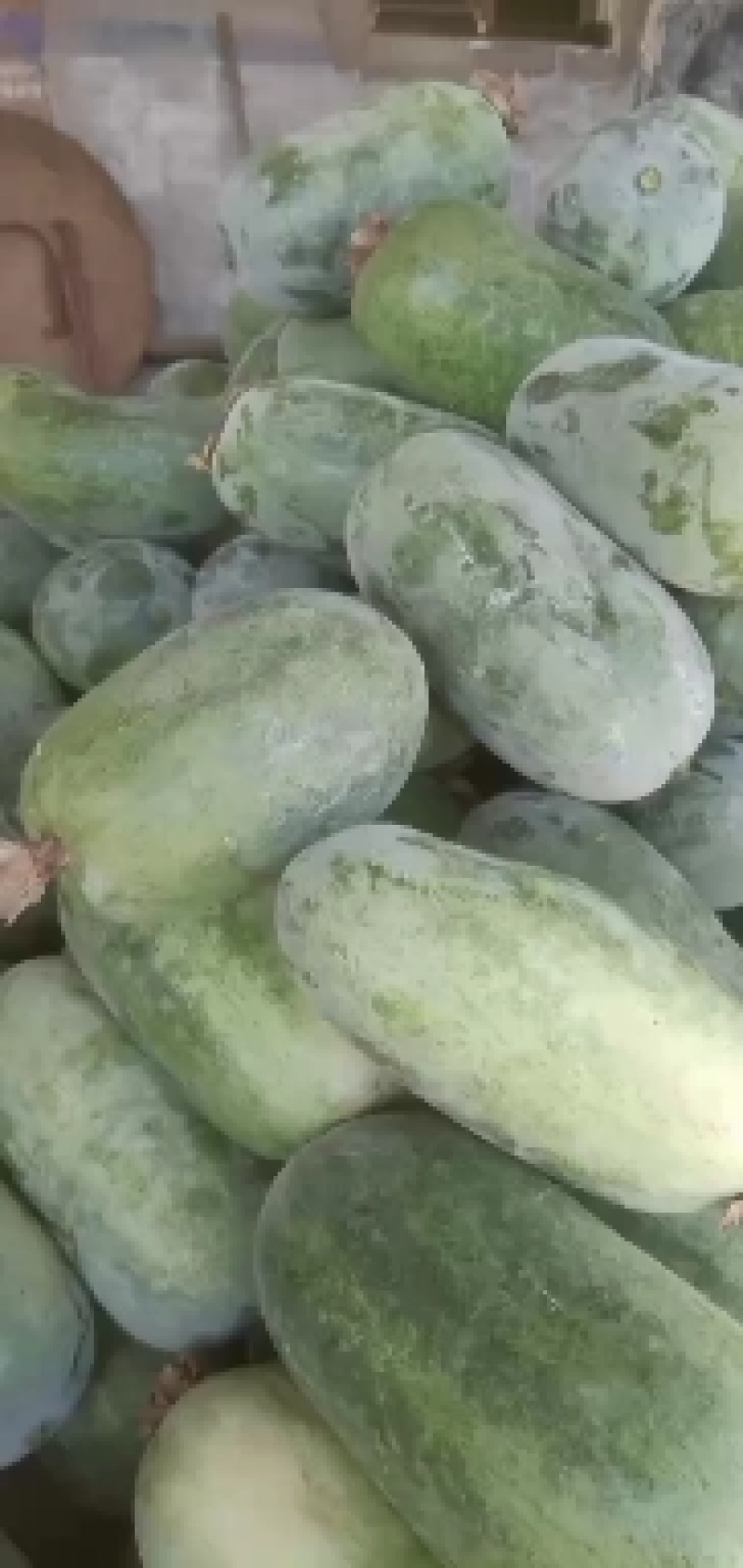 河北衡水万亩冬瓜正在大量上市中