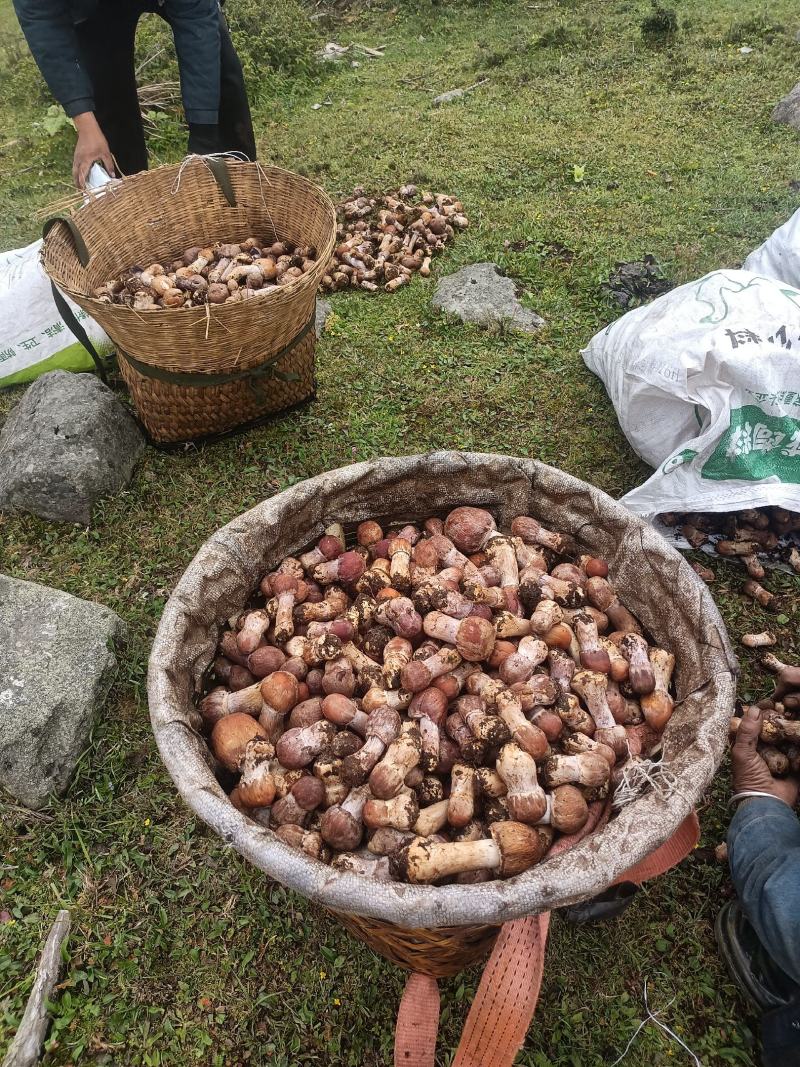 野生菌
