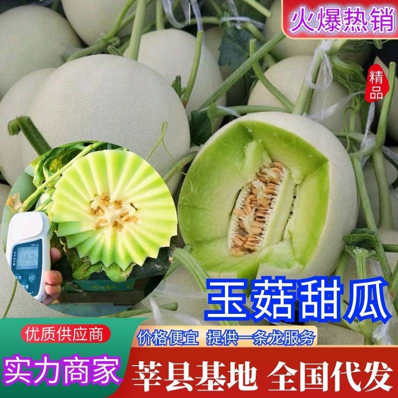 山东甜瓜冰清玉菇甜瓜软糯可口，万亩产地，整车代发商超