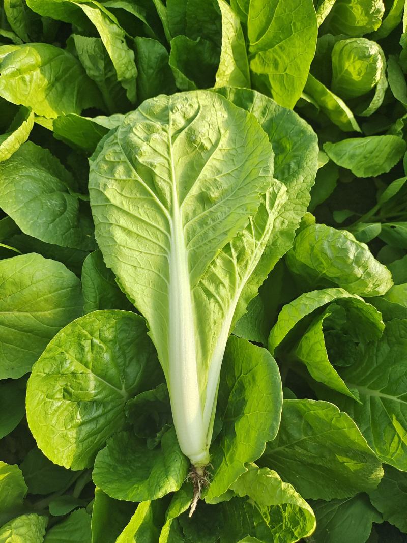 小白菜快菜航白菜小青菜视频看货代收代办，产地直供保质保量