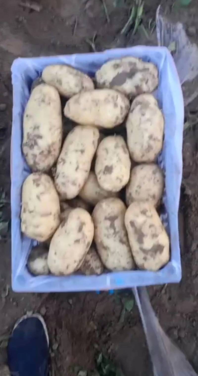 辽宁电商土豆大量上市，皮毛好，属形好，专业的工人。质量说