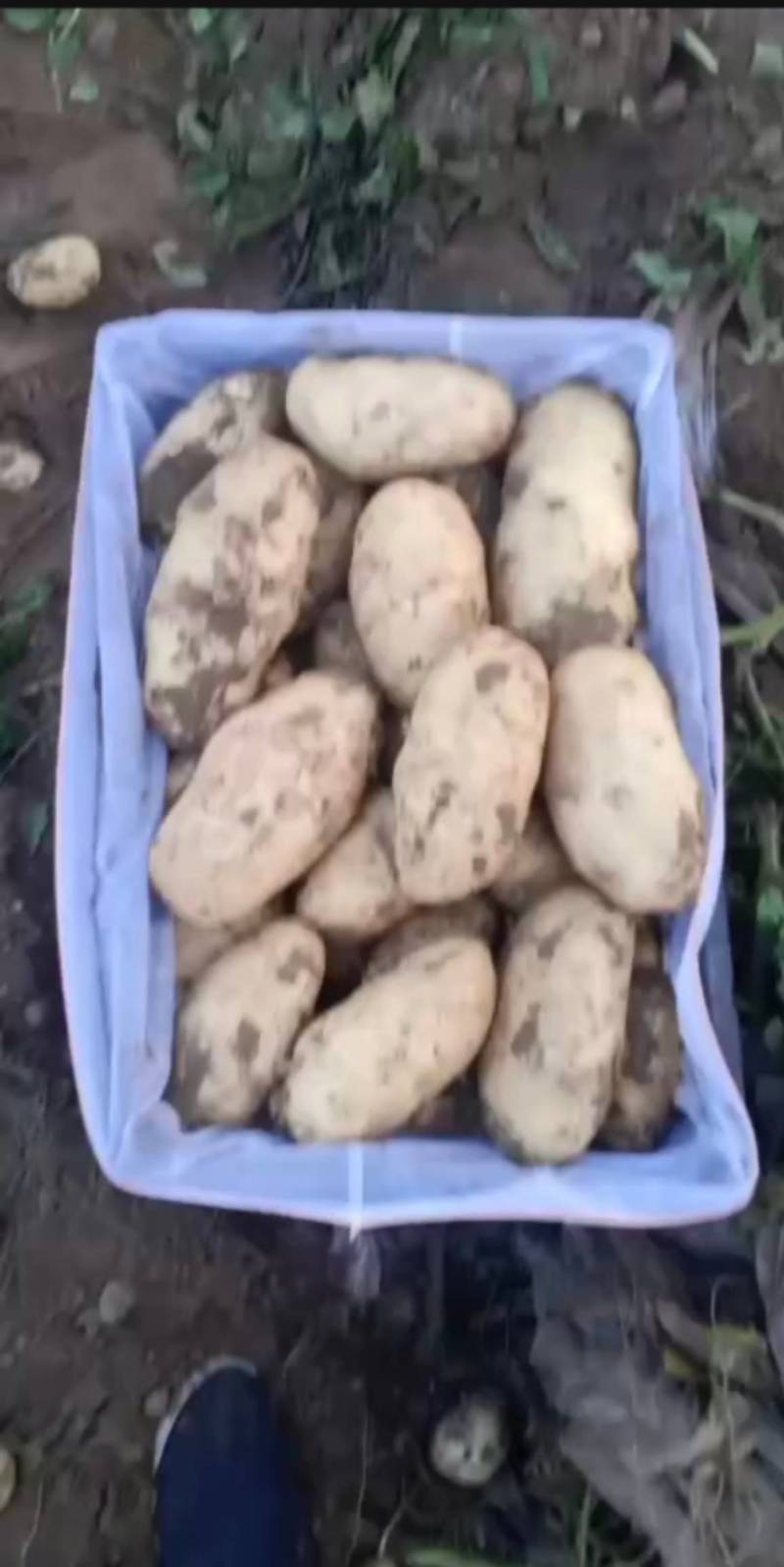 辽宁电商土豆大量上市，皮毛好，属形好，专业的工人。质量说
