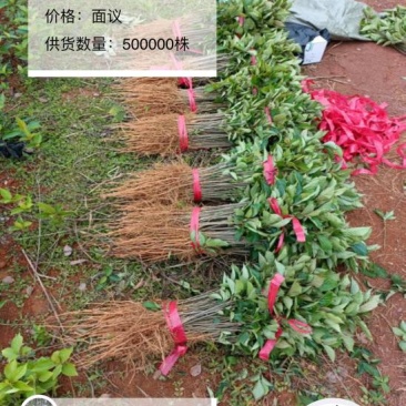 喜树苗（千丈苗）