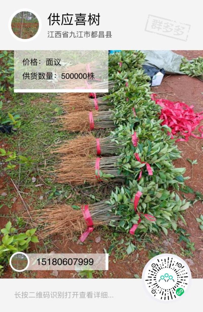 喜树苗（千丈苗）