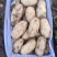 辽宁荷兰土豆大量上市，黄皮黄瓤，个头好，皮毛亮。