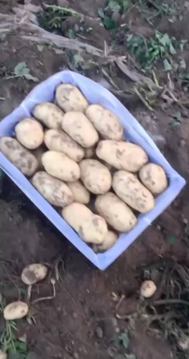辽宁荷兰土豆大量上市，黄皮黄瓤，个头好，皮毛亮。