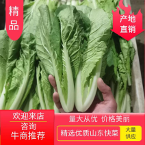 山东精品快菜毛白菜基地直供大量上市欢迎选购