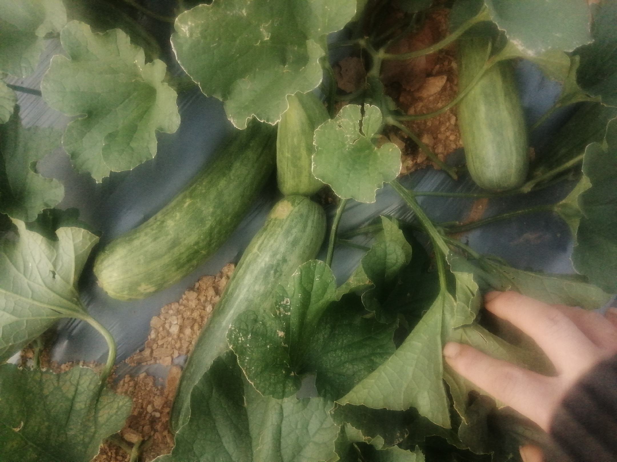 羊角蜜甜瓜种植基地实景图