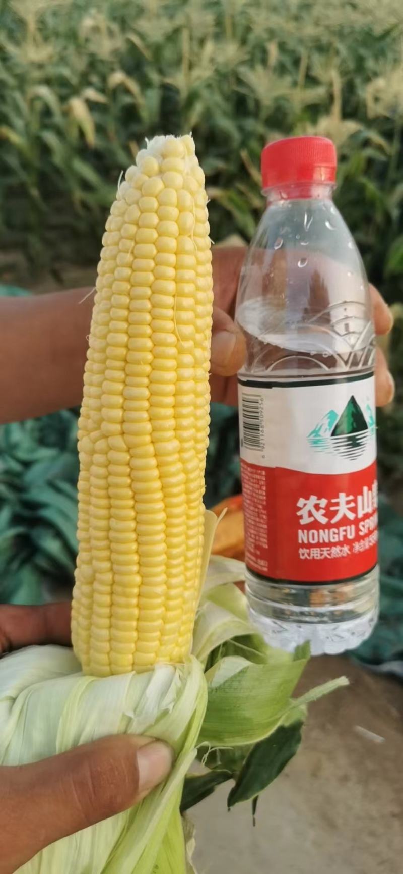 水果玉米甜玉23