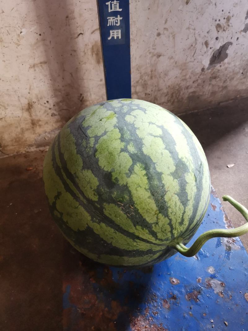 麒麟西瓜种植基地，专业大棚西瓜，8424大棚西瓜