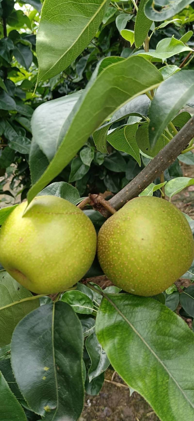 翠冠梨