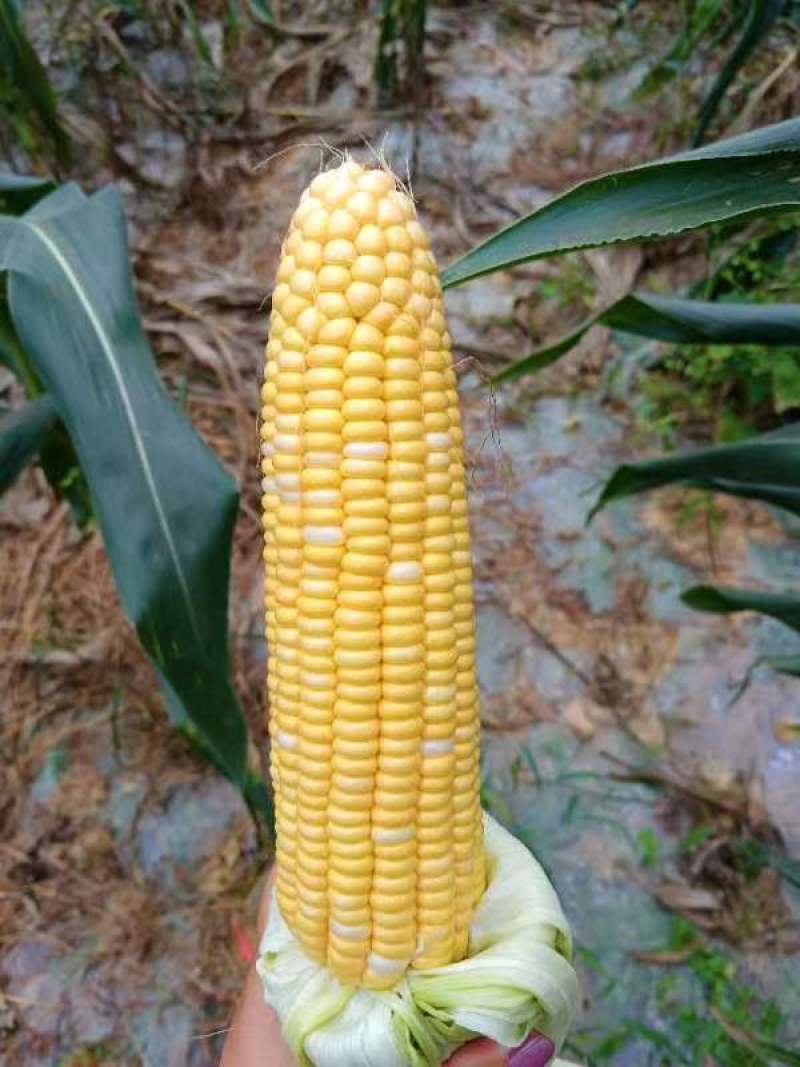 水果玉米