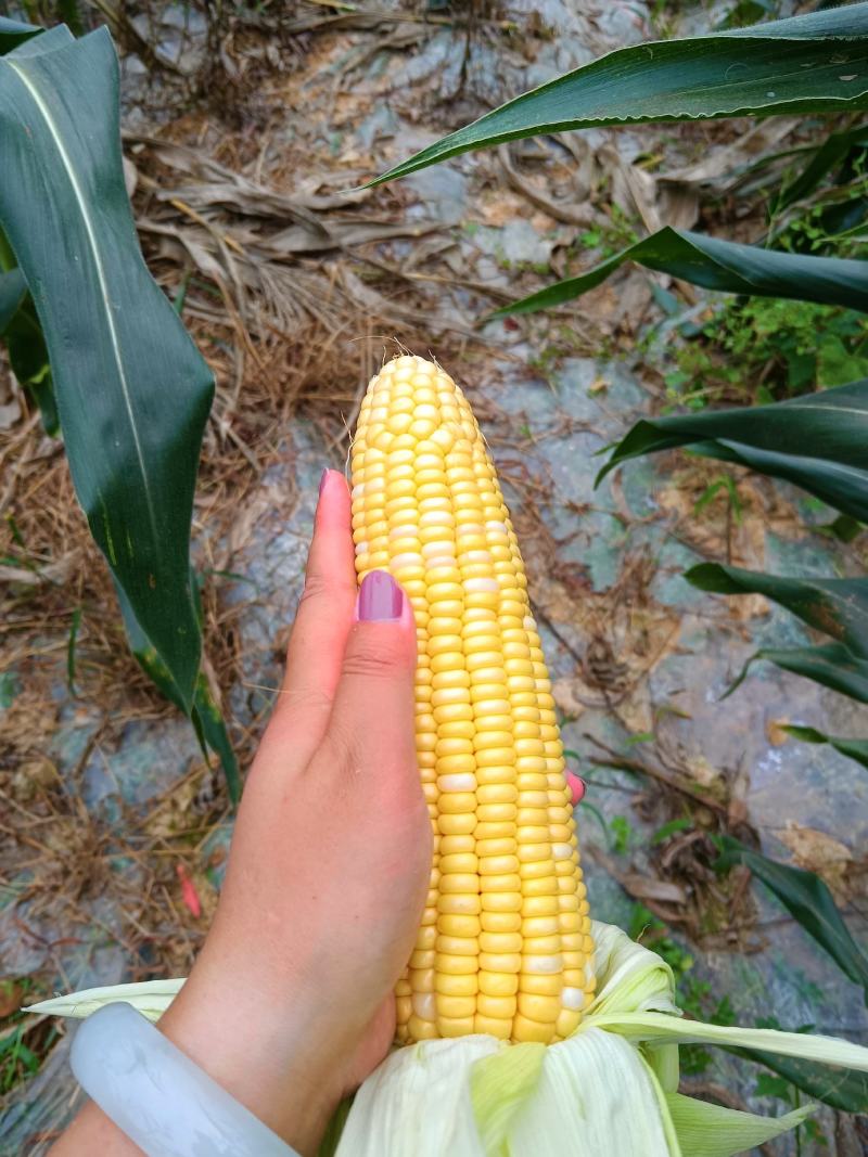 水果玉米