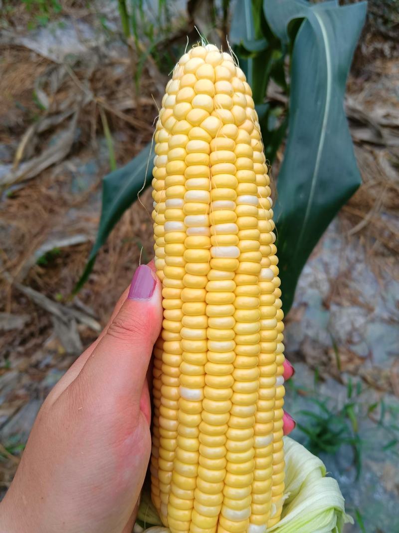 水果玉米