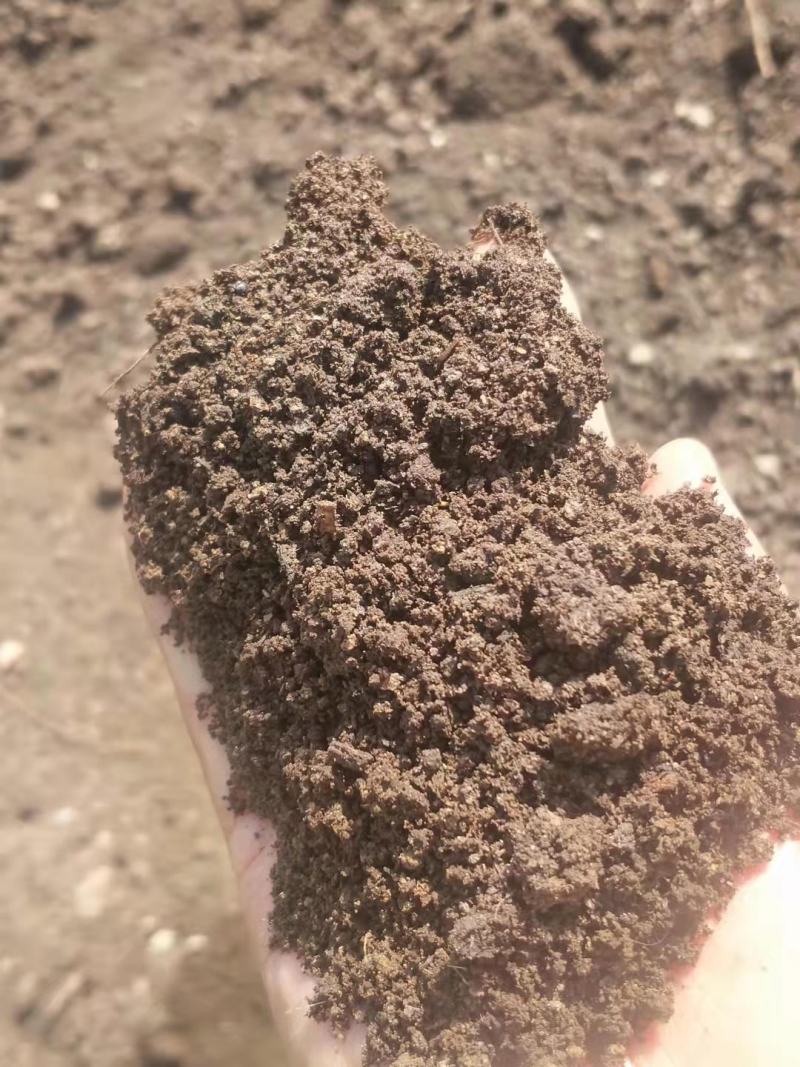 纯牛粪蚯蚓粪