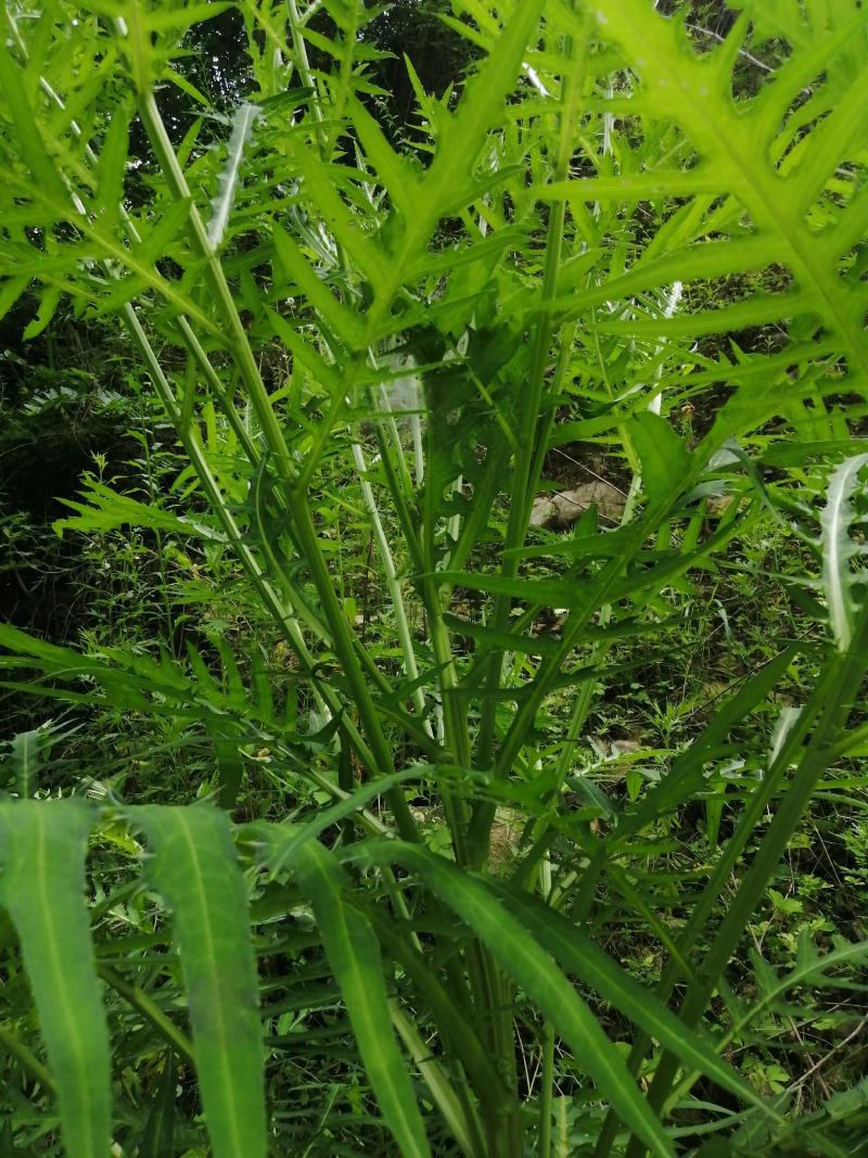 大蓟大蓟根干货白花大蓟野生大蓟一手货源产地直供量大从优