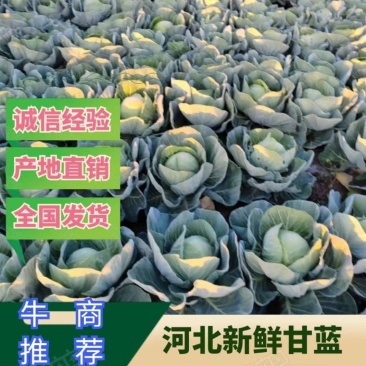 河北精品甘蓝上市，货源充足，欢迎前来看货，地头直发