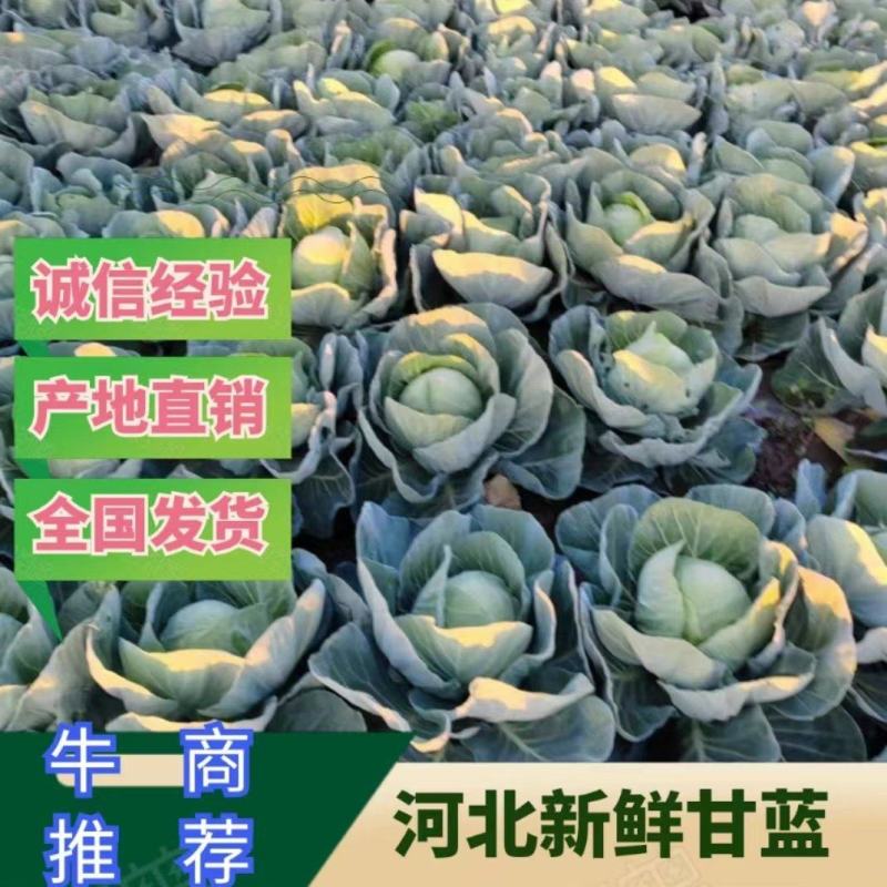 河北精品甘蓝上市，货源充足，欢迎前来看货，地头直发