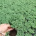 中华景天也叫薄雪万年草