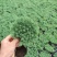 中华景天也叫薄雪万年草