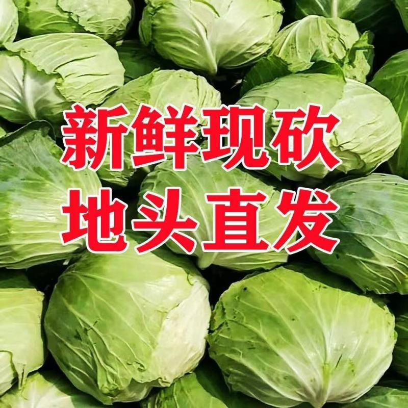河北精品甘蓝上市，货源充足，欢迎前来看货，地头直发