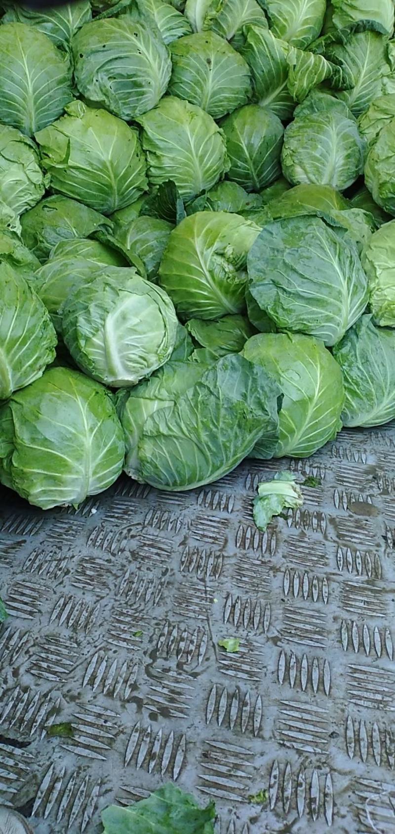 河北精品甘蓝上市，货源充足，欢迎前来看货，地头直发
