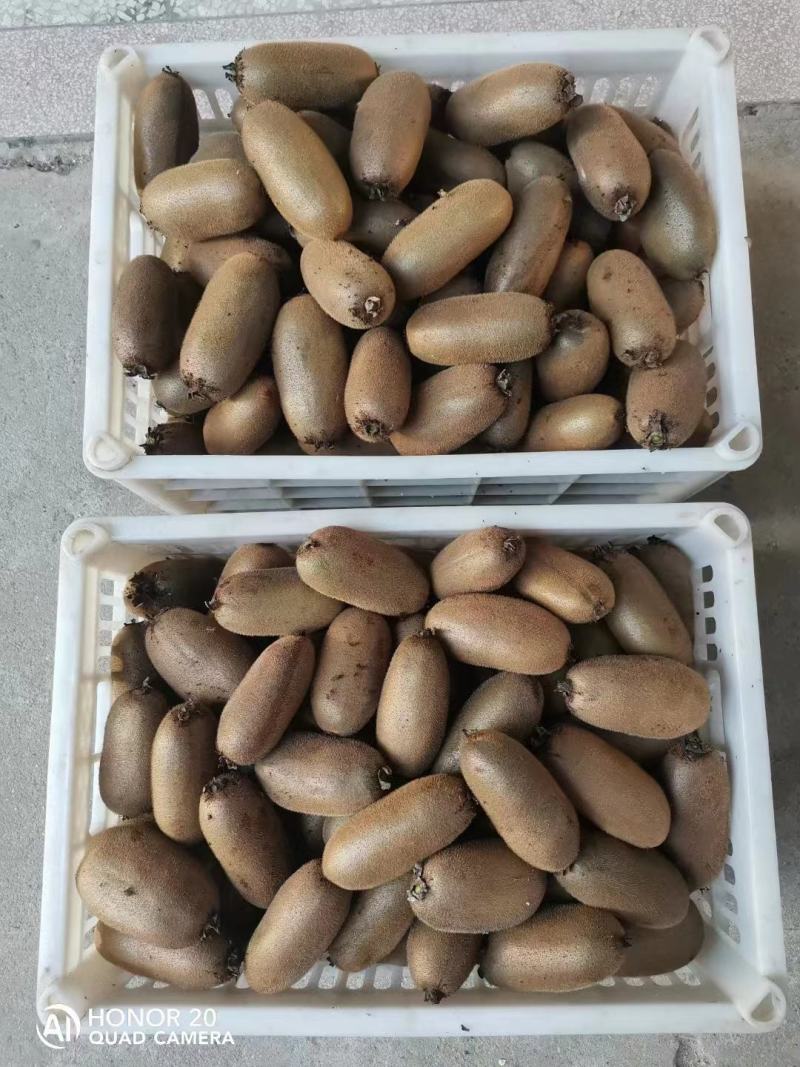 金果维C金福鲜果猕猴桃—周至优质精品金福猕猴桃产地直供！