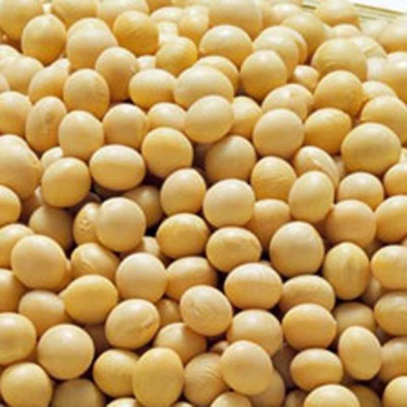 超级千斤豆黄豆种子审定大豆种籽大田基地抗病抗倒伏大粒黄豆