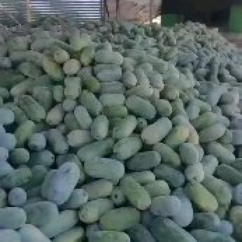 水果冬瓜批量上市啦