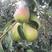 绥中三季梨，也叫巴梨，茄梨，大头梨。产地直销。一手货源