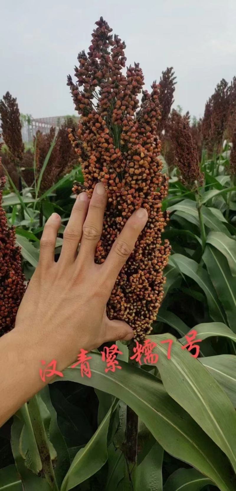 高粱种子：汉显紧糯7号
