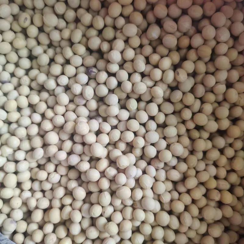 超级千斤豆黄豆种子审定大豆种籽大田基地抗病抗倒伏大粒黄豆