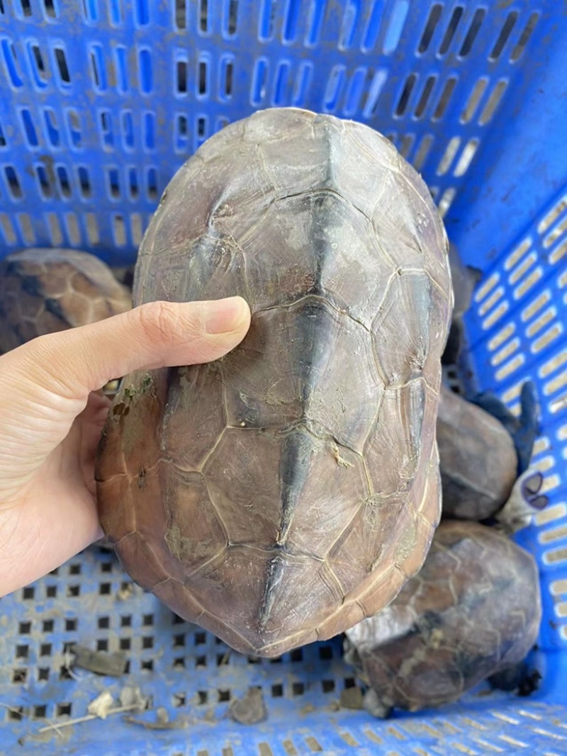 中华草龟